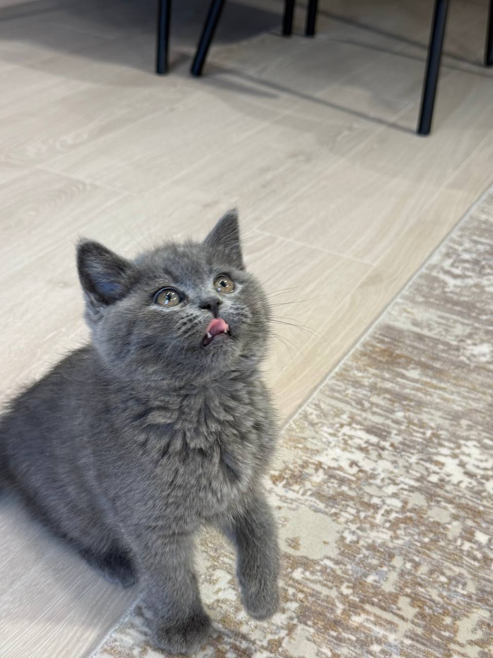 Bruno British Shorthair Male 2,5 Months Old