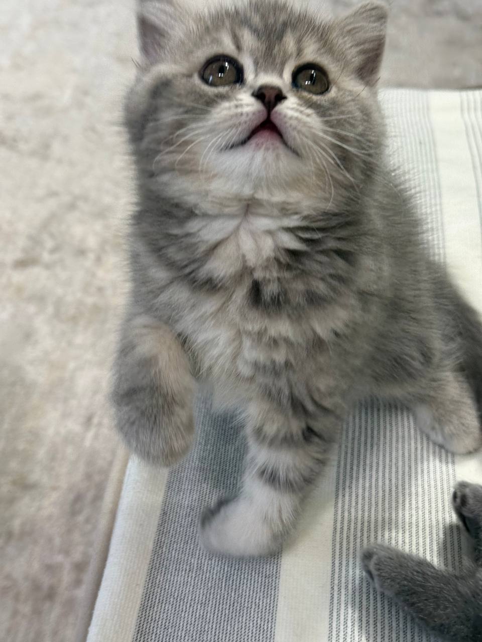 Hugo British Shorthair Male 2.5 Months Old