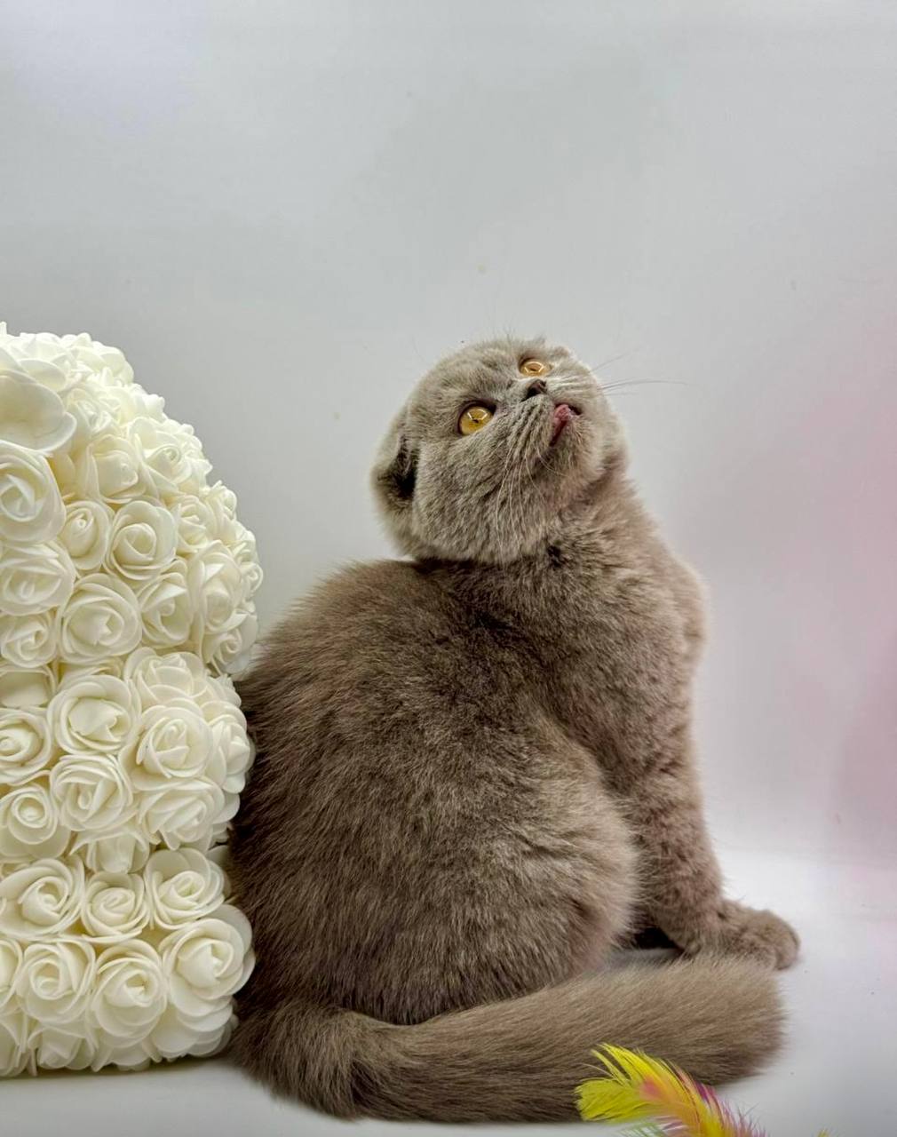 Gabriela Scottish Fold Female 3 Months Old