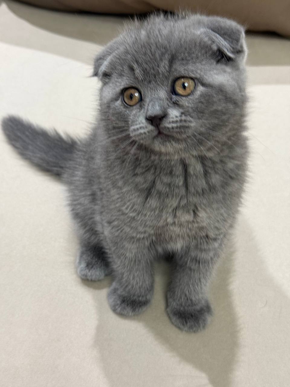 Hermes Scottish Fold Male 2.5 Months Old