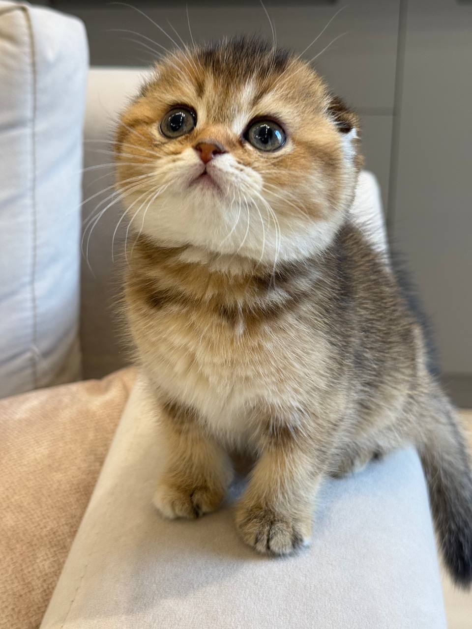 Mimi Scottish Fold Female 2 Months Old