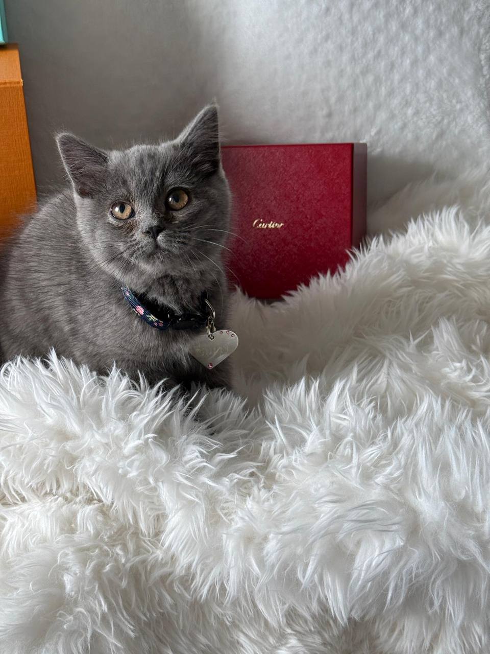 Gucci British Shorthair Blue Male 3 Months Old