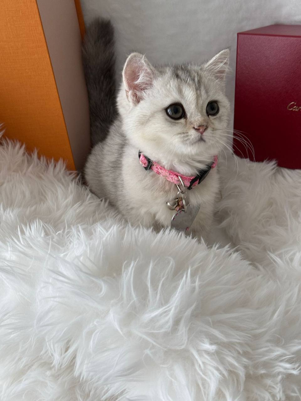 Chloe British Shorthair Silver Female 3 Months Old