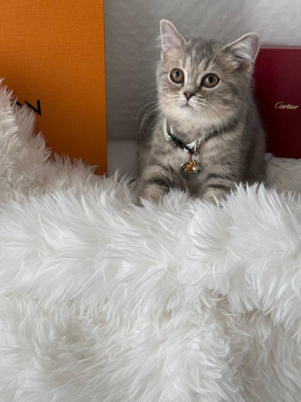 Fendi British Shorthair Blue Marble Male 3 Months Old