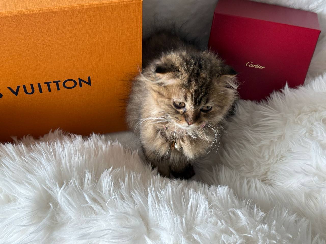 Chanel Scottish Fold Middle Hair Gold Marble Female 3 Months Old