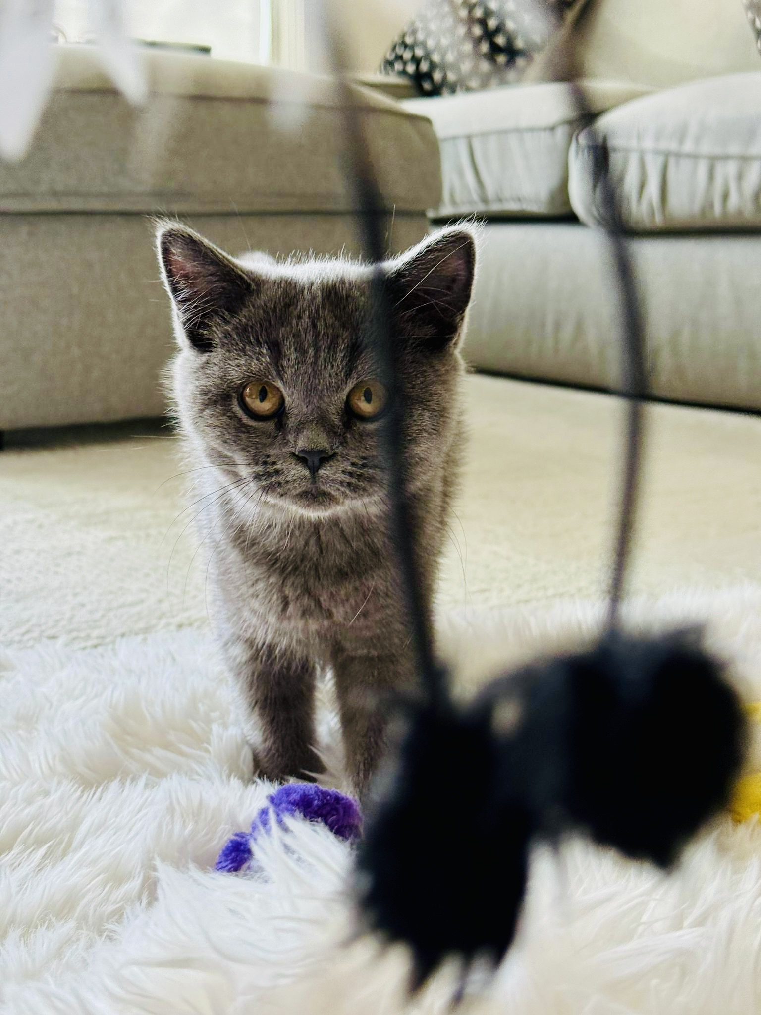 Gorgeous Blue Male British Shorthair Kitten
