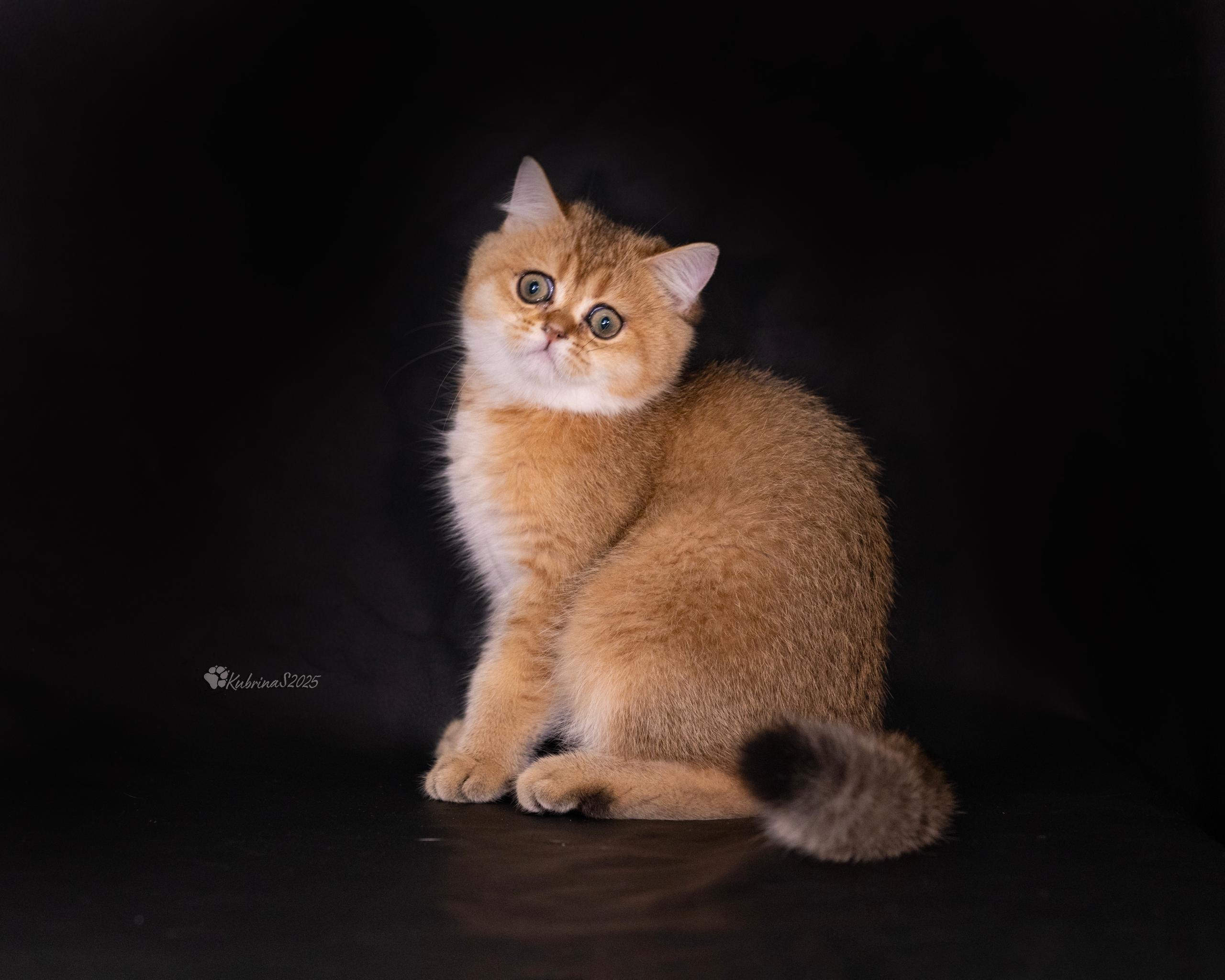 This is “Mylo” a Cute Golden British Shorthair Kitten