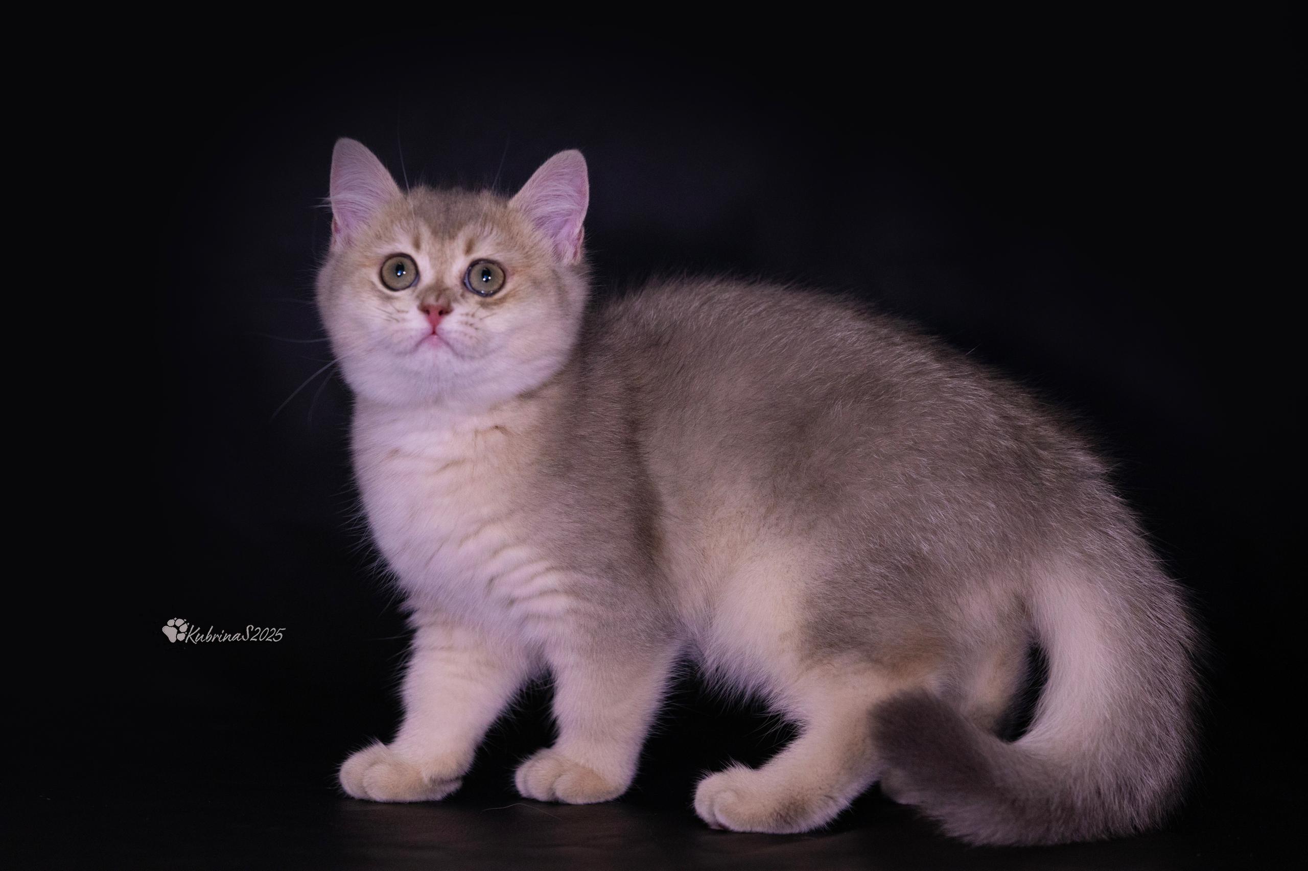 This is “Jasper” a Stunning Blue Gold British Shorthair Kitten