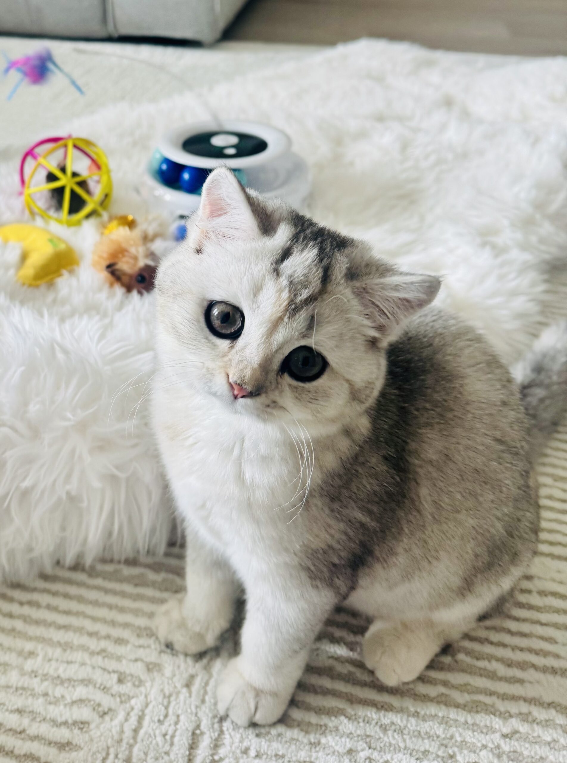 Pretty Silver Female British Shorthair Kitten