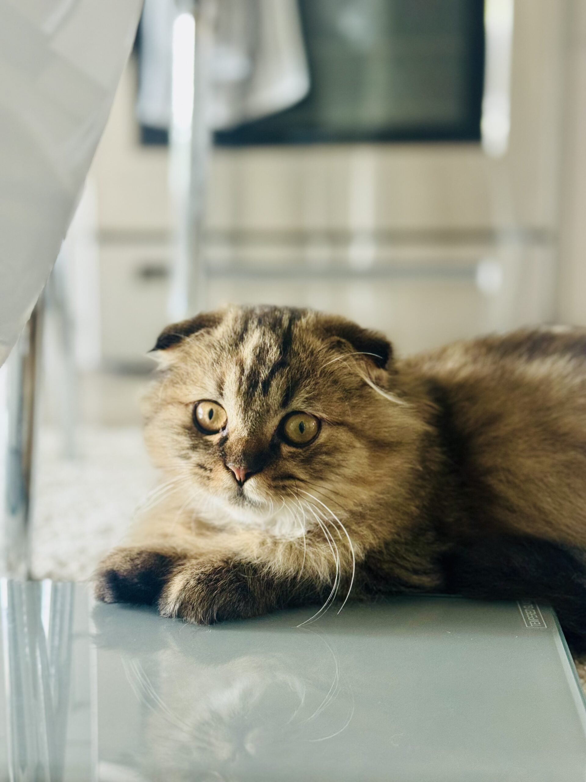 Gorgeous Scottish Fold Kitten