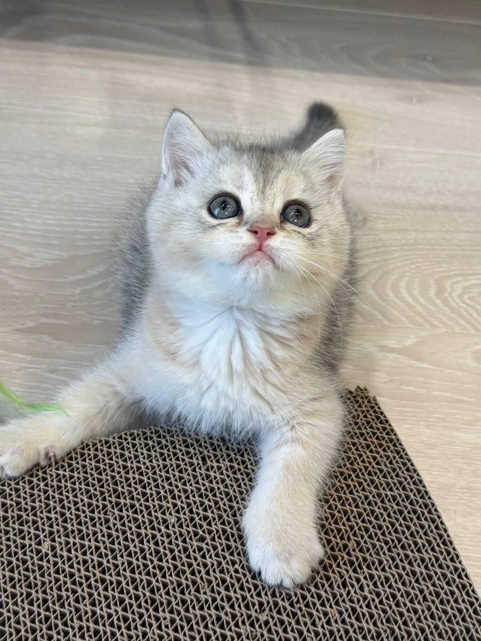 Meet “Cleo” a 3 month old Female Silver British Shorthair Kitten