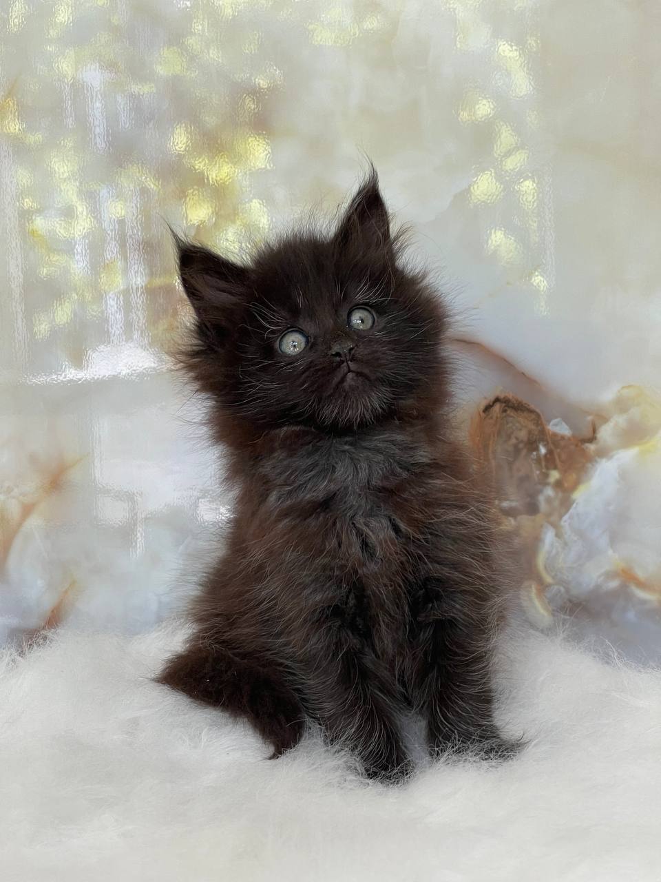 Handsome Chocolate Male 2.5 month old Maine Coon Kitten called “Fudge”