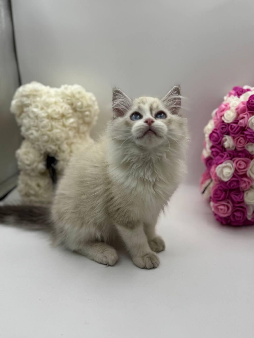 This is “Casper” a Gorgeous “Seal Lynx” White 3 month old Male Ragdoll Kitten