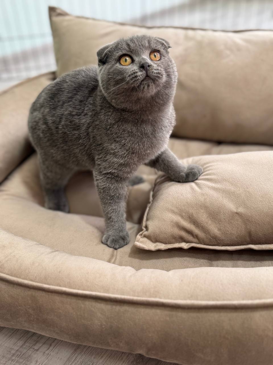 “Ash” 3 month old Blue Scottish Fold Shorthair