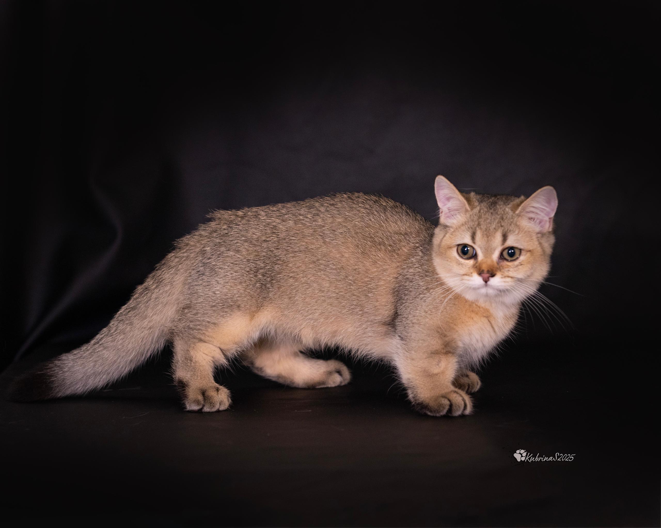 Meet “Blaze” a 3 month old male Golden Munchkin kitten