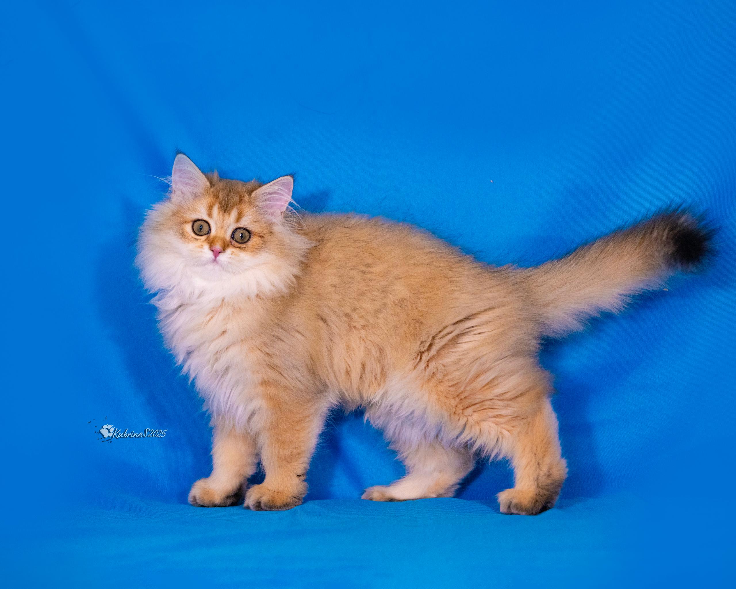 This is “Goldie” a 3 month old male British Long Hair kitten