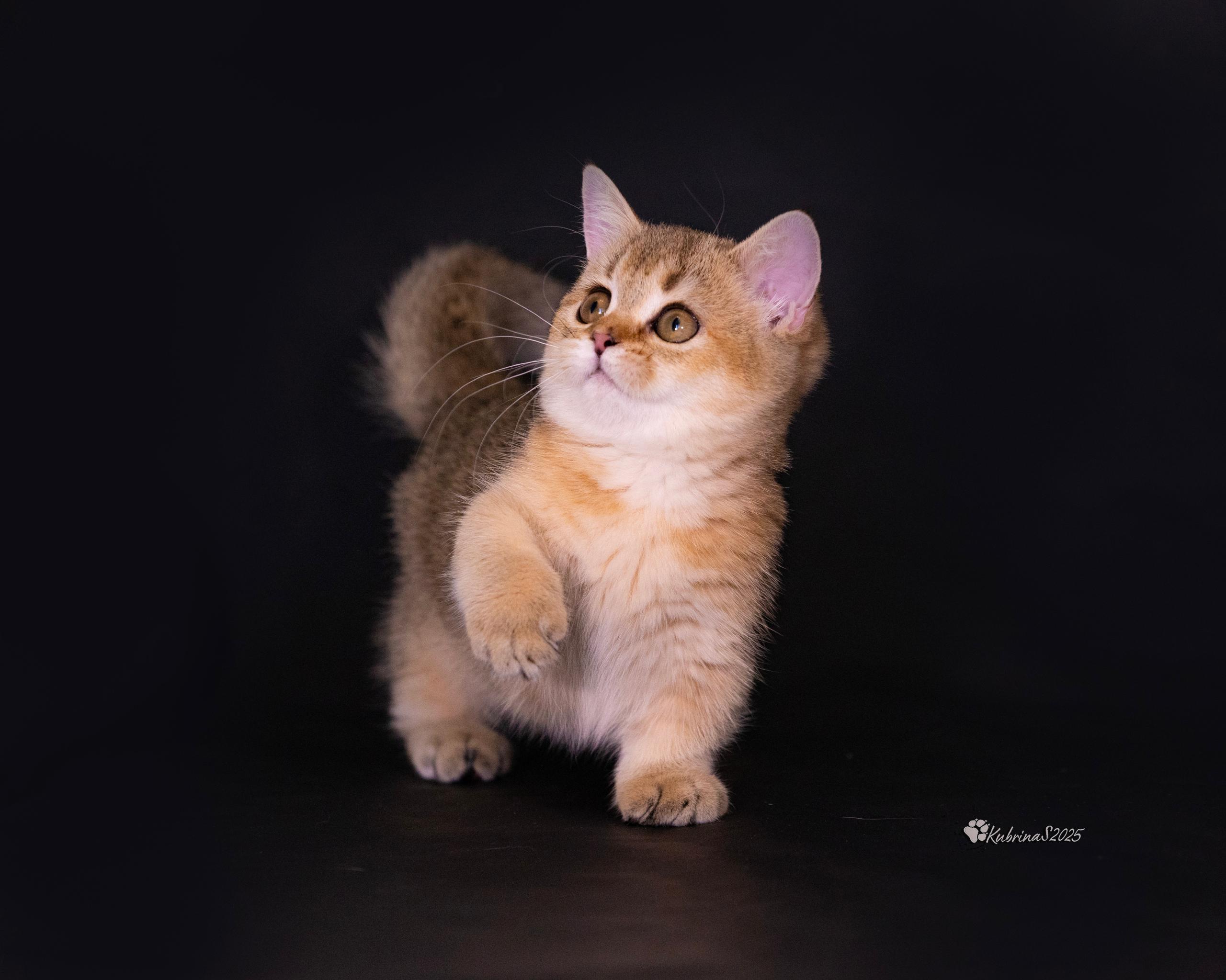 This is “Honey” a 3 month old female Golden Munchkin Kitten