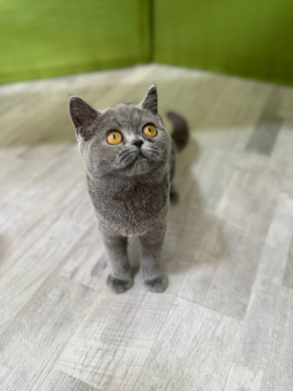 This is “Mysty” a 3 month old female Blue British Shorthair