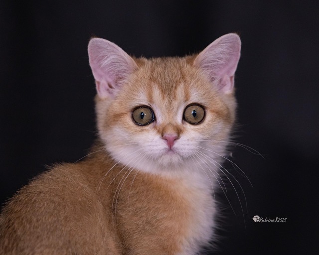 This is “Sunny” a male 3 month old Golden British Shorthair