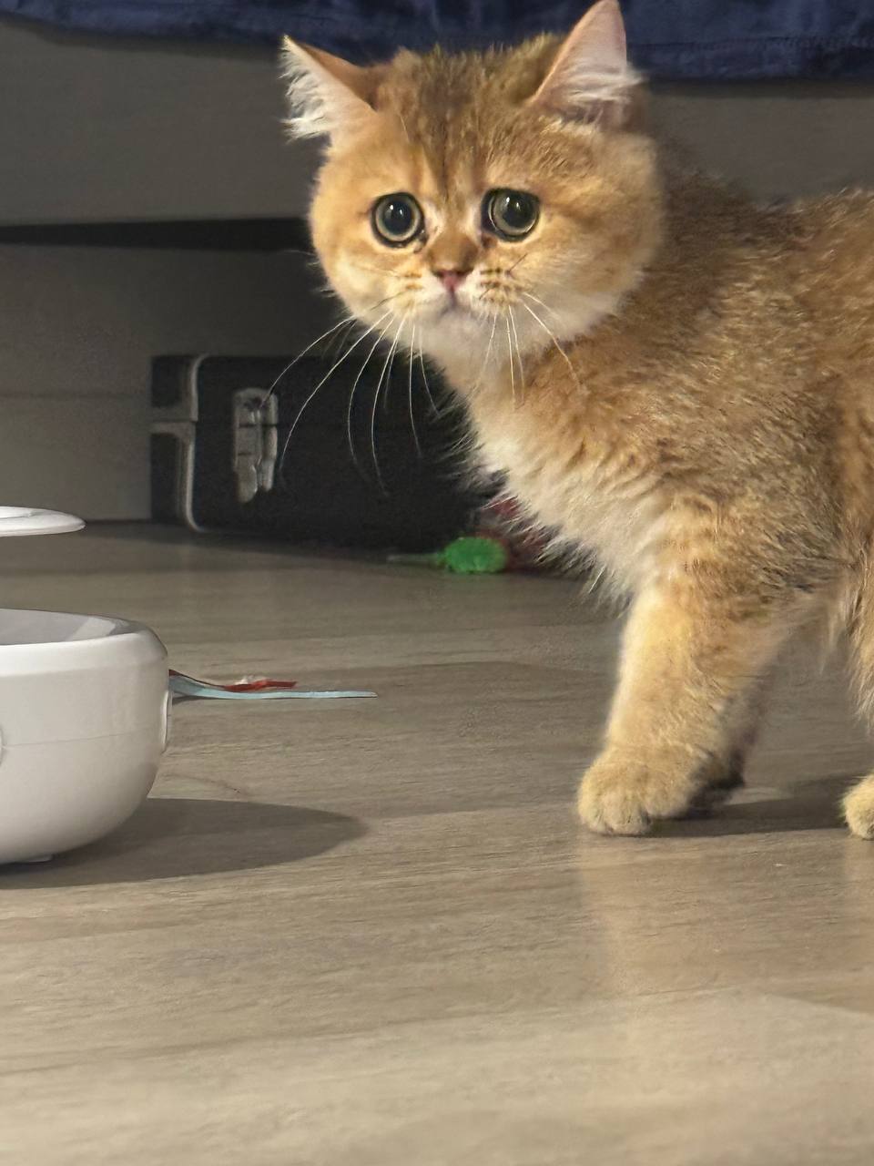 British Shorthair Charlie Blue Gold Male 3 Months Old