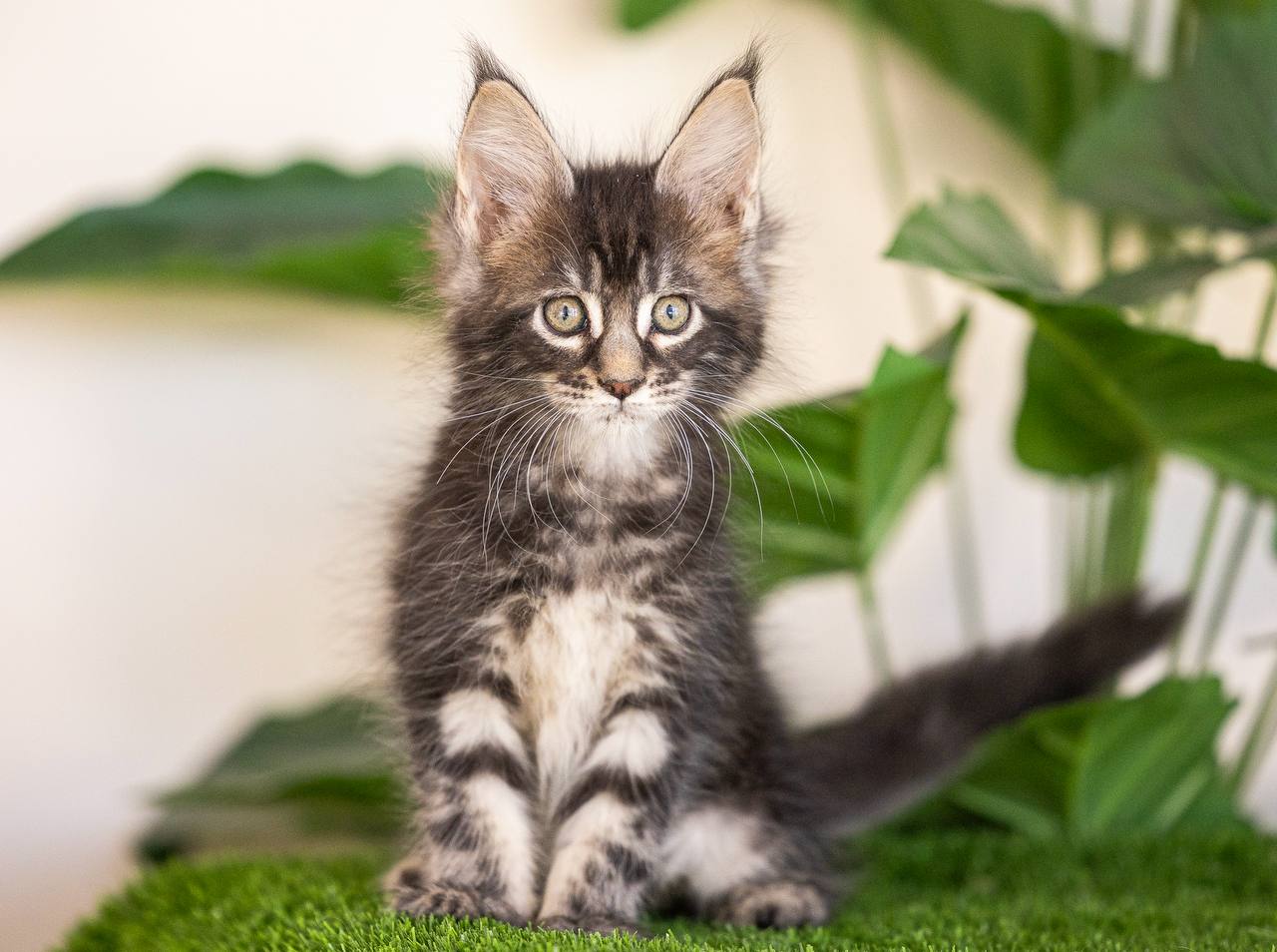 Maine Coon Marty Male Black Marble Tabby 2.5 Months Old