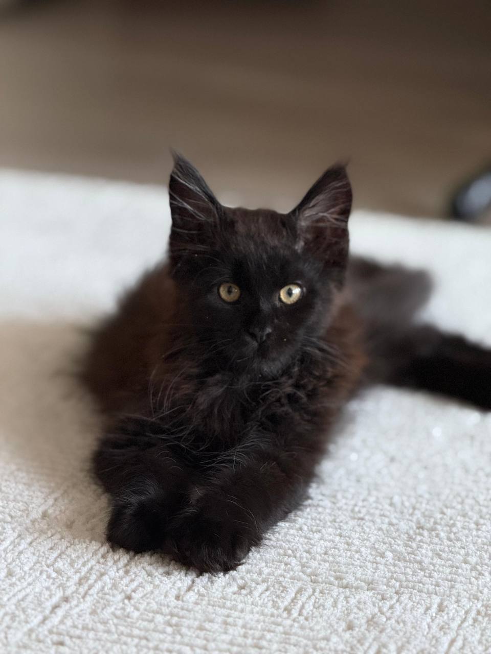 Chocolate – Maine Coon Male 3 Months Old