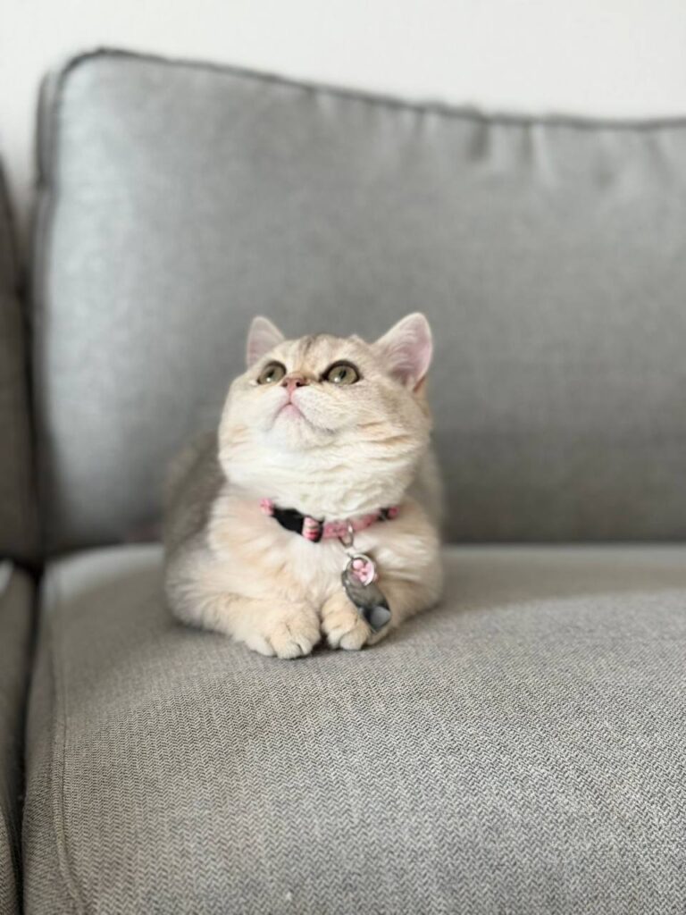 British Shorthair Female Silver 3 Months Old