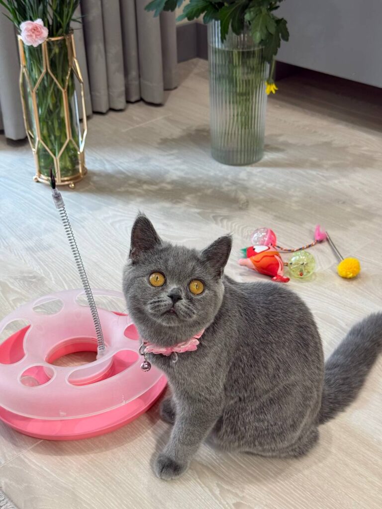 Scottish Fold Blue Male 3 Month Old - (Microchipped, Dewormed, Twice Vaccinated, Neutered, and Potty trained)