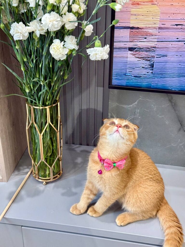 Scottish Fold Gold Male 3 Month Old - (Microchipped, Dewormed, Twice Vaccinated, Neutered, and Potty Trained)