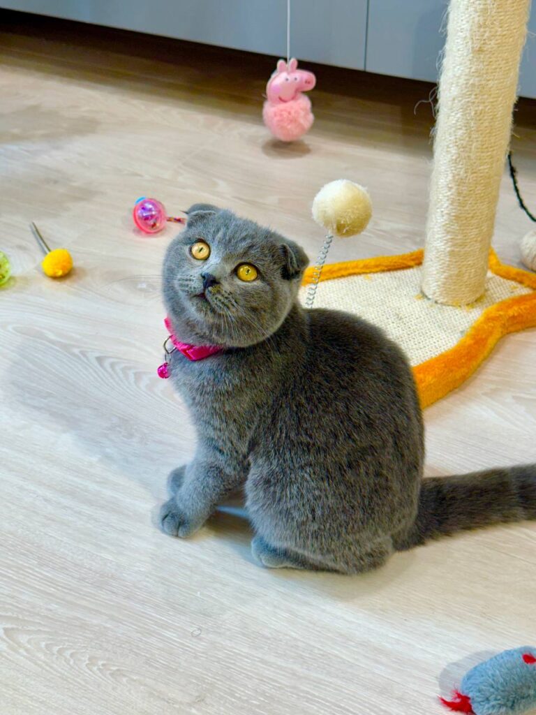 Scottish Fold Blue Male 3 Month Old – (Microchipped, Dewormed, Twice Vaccinated, Neutered, and Potty trained)