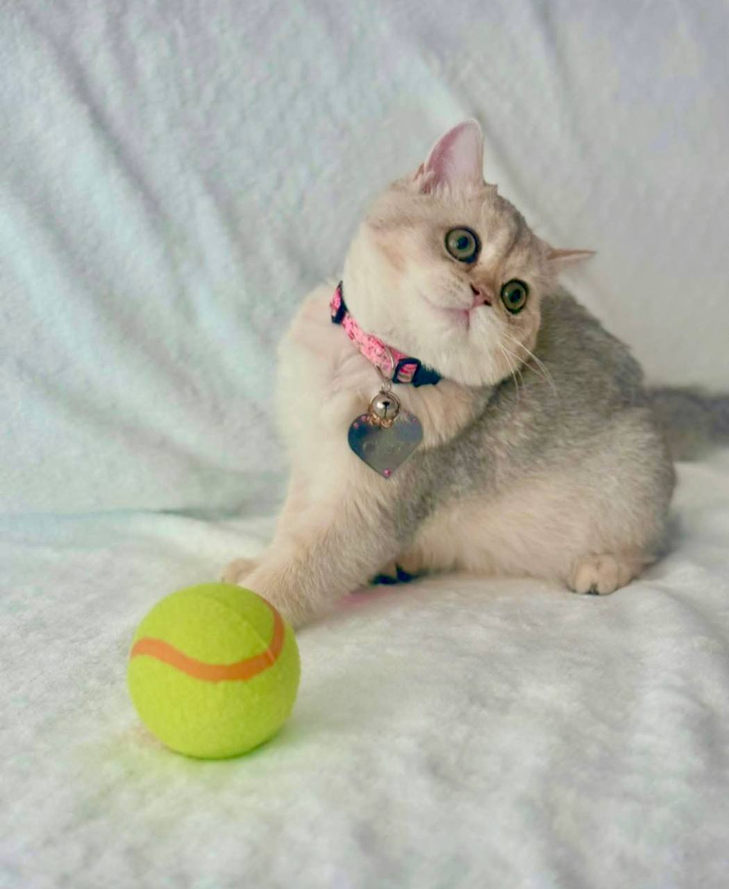 British Shorthair Porter Blue Gold Male 3 Months Old