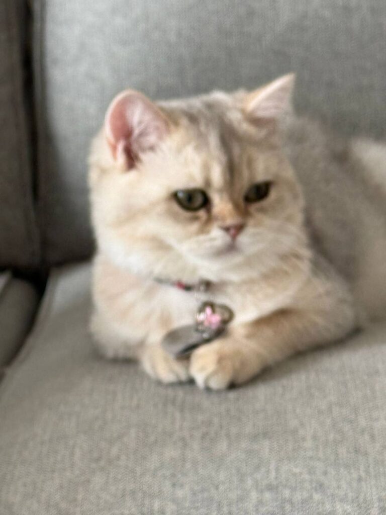 British Shorthair Female Silver 3 Months Old