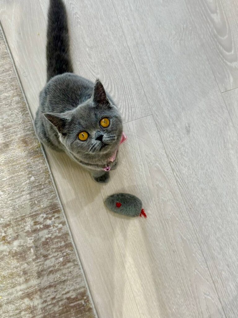 Scottish Fold Blue Male 3 Month Old - (Microchipped, Dewormed, Twice Vaccinated, Neutered, and Potty trained)