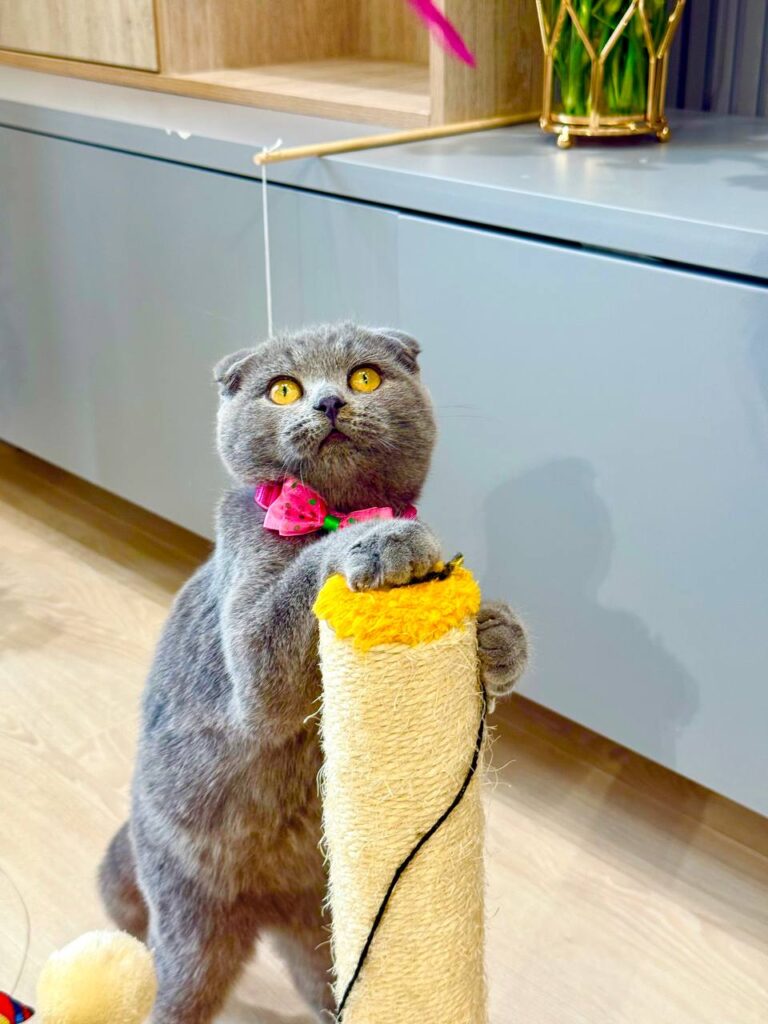 Scottish Fold Blue Male 3 Month Old – (Microchipped, Dewormed, Twice Vaccinated, Neutered, and Potty trained)