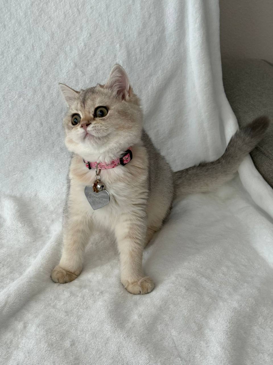 British Shorthair Sophie Female Silver 3 Months Old