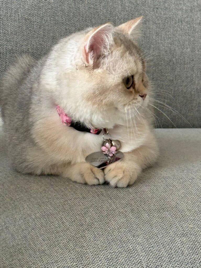 British Shorthair Female Silver 3 Months Old