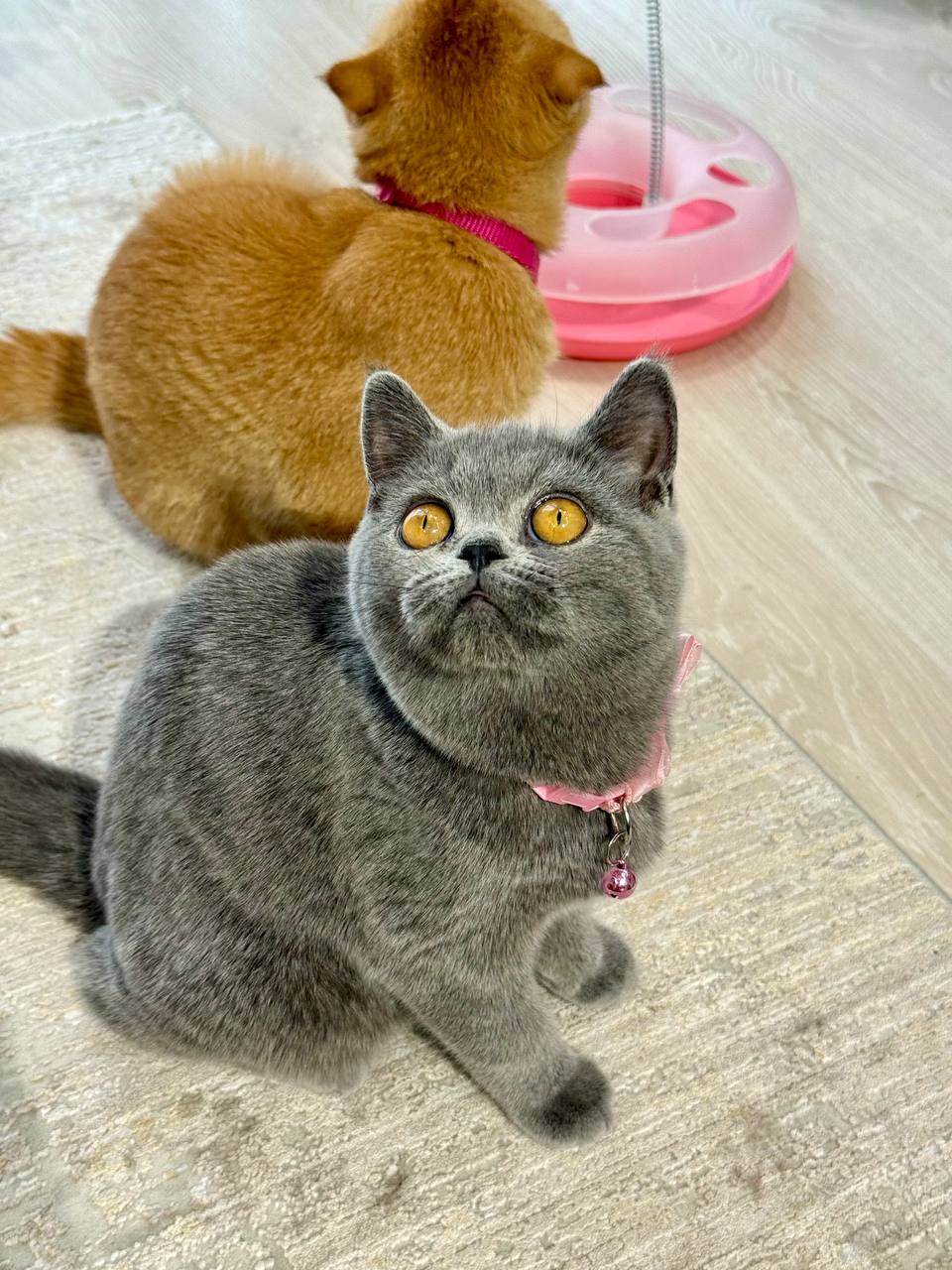 Scottish Fold Blue Female 3 Month Old – (Microchipped, Dewormed, Twice Vaccinated,  and Potty trained)