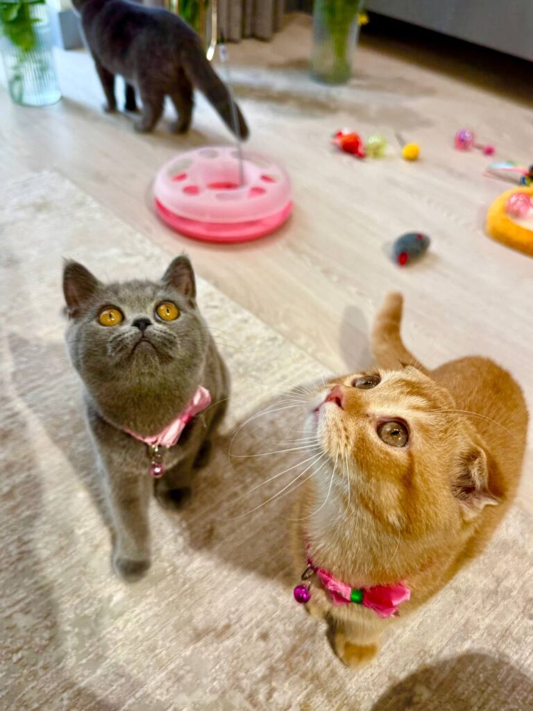 Scottish Fold Gold Male 3 Month Old - (Microchipped, Dewormed, Twice Vaccinated, Neutered, and Potty Trained)