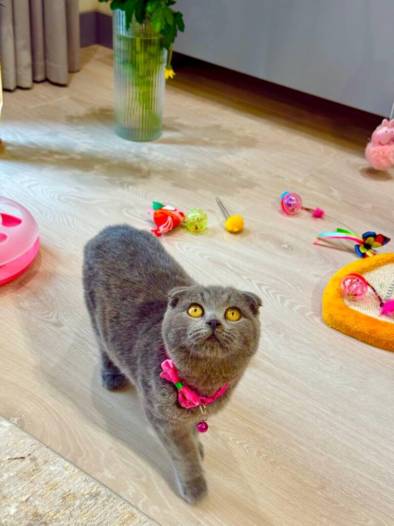 Scottish Fold Blue Male 3 Month Old – (Microchipped, Dewormed, Twice Vaccinated, Neutered, and Potty trained)