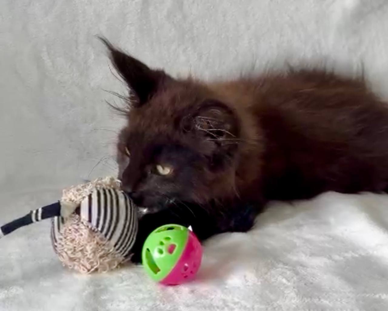 Maine Coon “Hershey” Male Chocolate 2.5 Months Old
