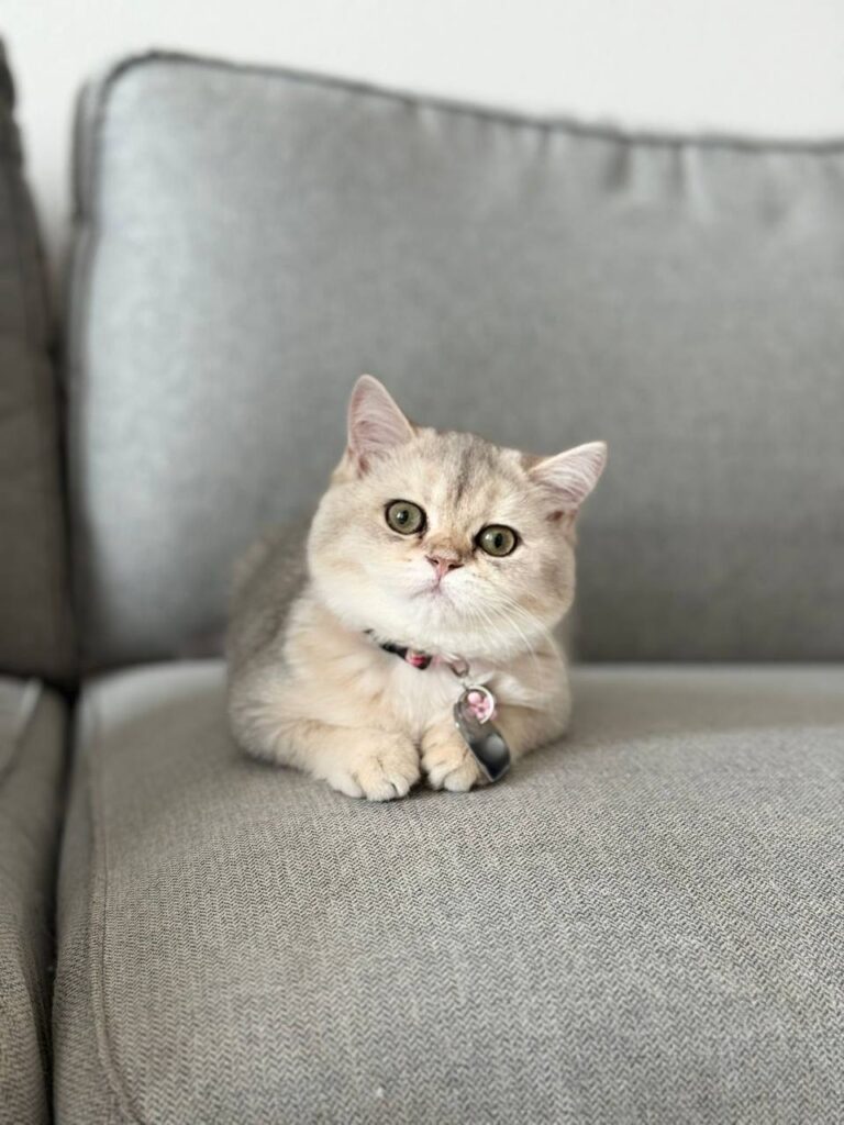 British Shorthair Female Silver 3 Months Old