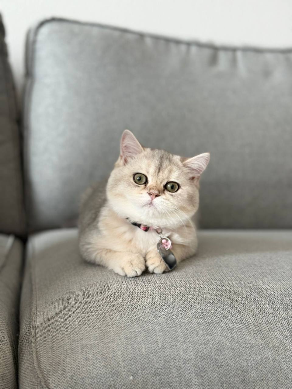 British Shorthair Female Silver 3 Months Old