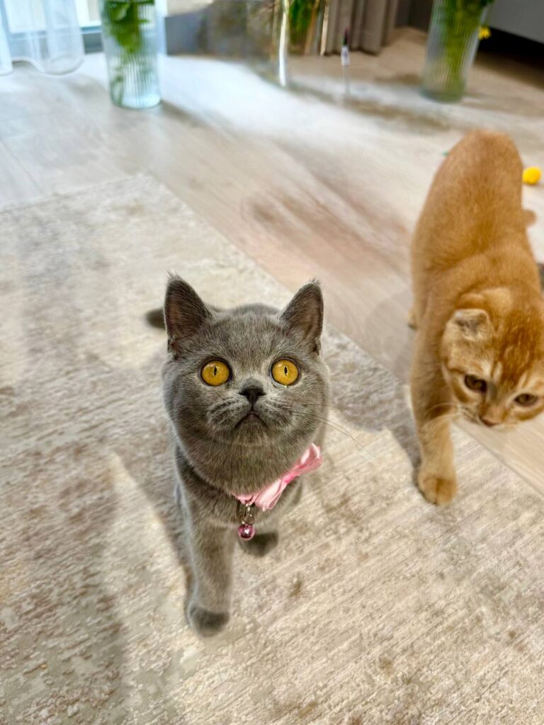 Scottish Fold Blue Male 3 Month Old - (Microchipped, Dewormed, Twice Vaccinated, Neutered, and Potty trained)
