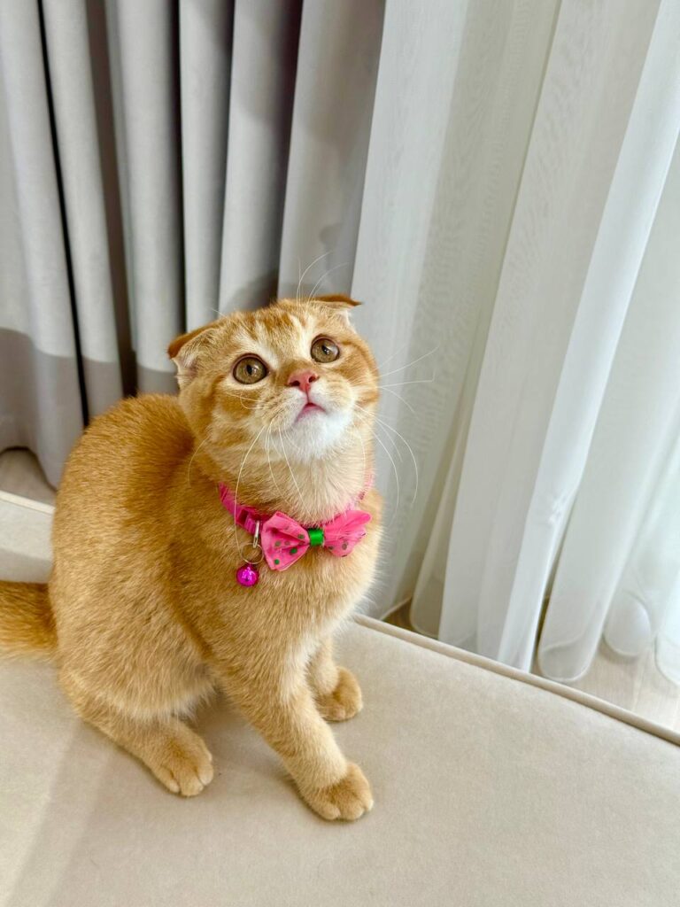 Scottish Fold Gold Male 3 Month Old - (Microchipped, Dewormed, Twice Vaccinated, Neutered, and Potty Trained)