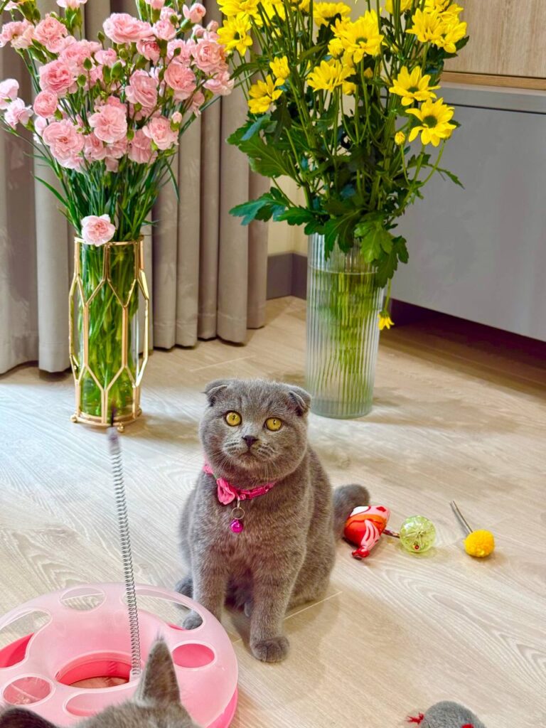 Scottish Fold Blue Male 3 Month Old – (Microchipped, Dewormed, Twice Vaccinated, Neutered, and Potty trained)