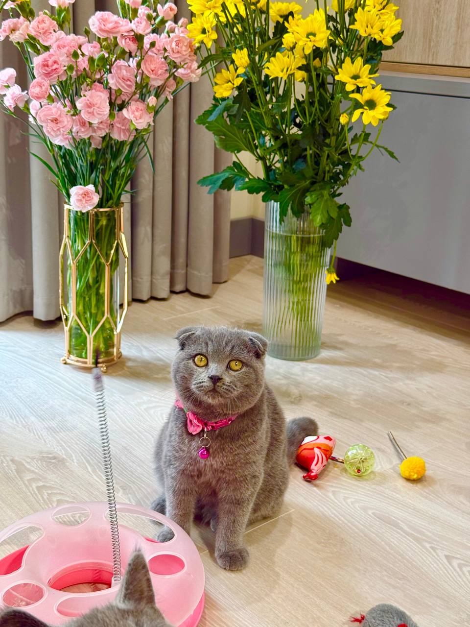 Scottish Fold Blue Male 3 Month Old – (Microchipped, Dewormed, Twice Vaccinated, Neutered, and Potty trained)