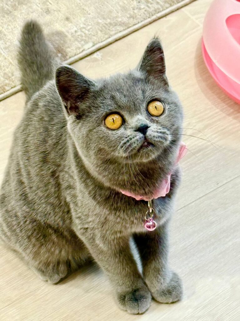 Scottish Fold Blue Male 3 Month Old - (Microchipped, Dewormed, Twice Vaccinated, Neutered, and Potty trained)