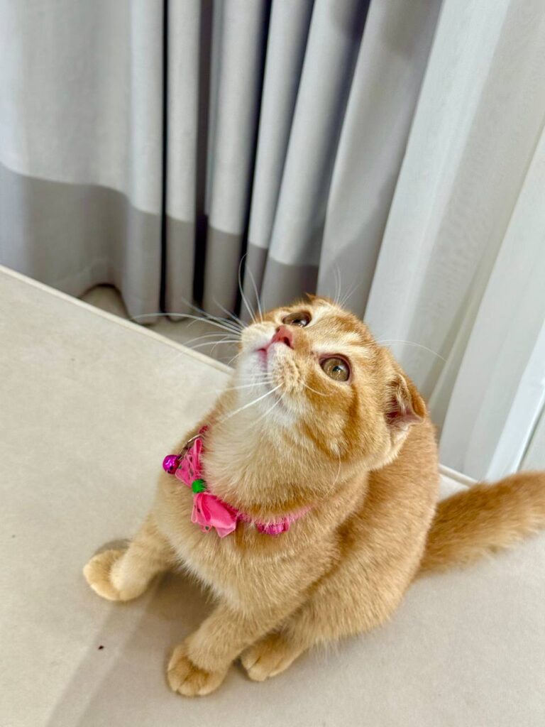 Scottish Fold Gold Male 3 Month Old - (Microchipped, Dewormed, Twice Vaccinated, Neutered, and Potty Trained)