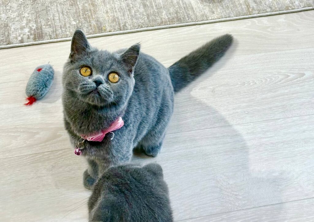 Scottish Fold Blue Male 3 Month Old - (Microchipped, Dewormed, Twice Vaccinated, Neutered, and Potty trained)