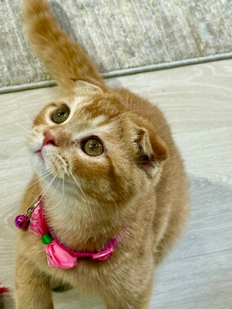 Scottish Fold Gold Male 3 Month Old - (Microchipped, Dewormed, Twice Vaccinated, Neutered, and Potty Trained)